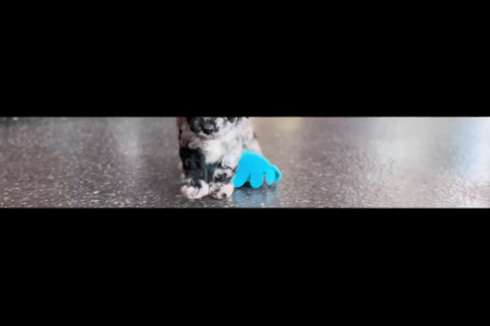 Maltipoo dogs for sale: Maltipoo 1 puppies - Video 1