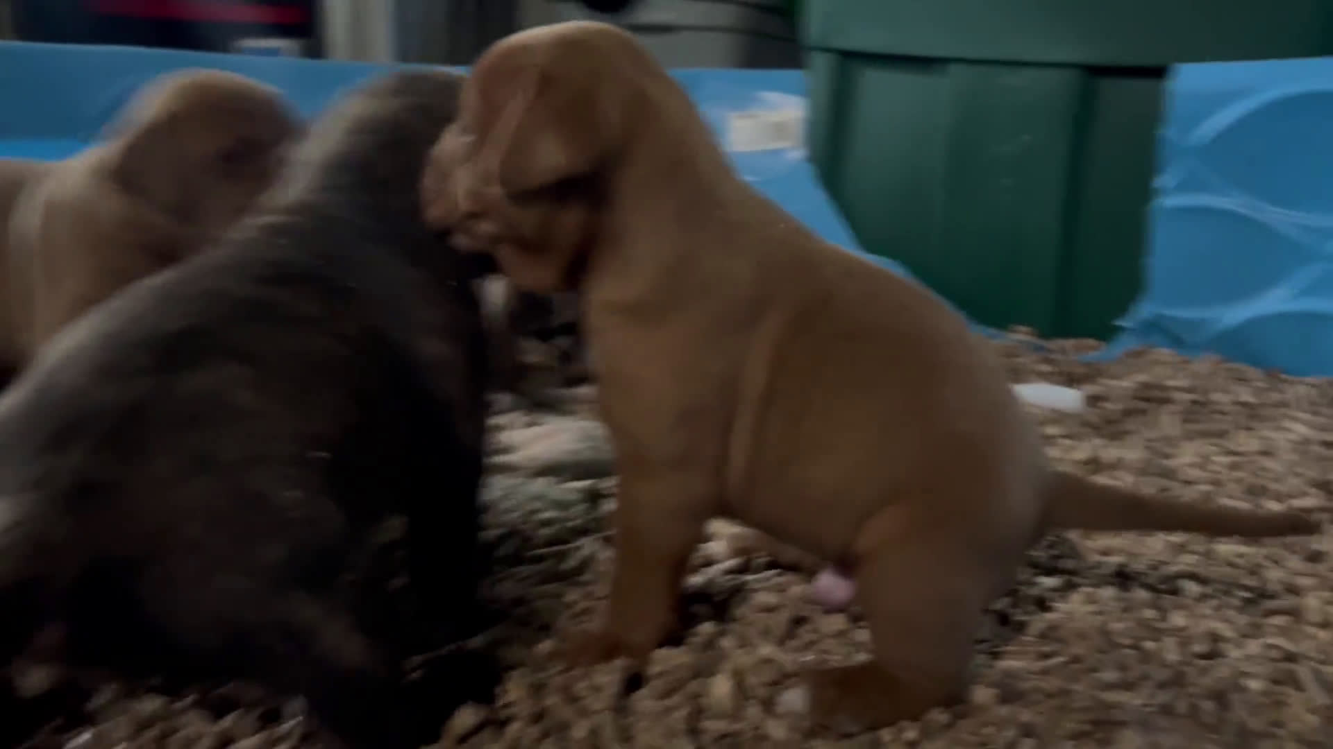 Olde English Bulldogge dogs for sale: Olde English Bulldogge 3 puppies - Video 5
