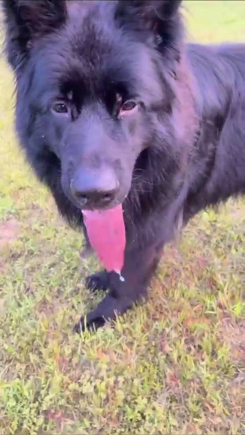 German Shepherd dogs for stud: German Shepherd 1 puppies - Video 3
