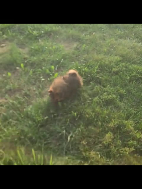 Pomeranian dogs for sale: Pomeranian 2 puppies - Video 2