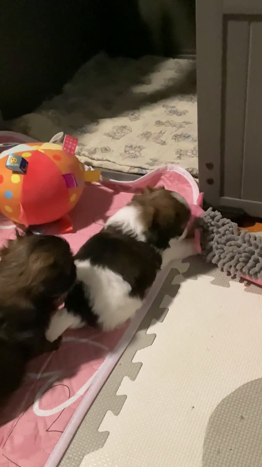 Shih Tzu dogs for sale: Shih Tzu 1 puppies - Video 1