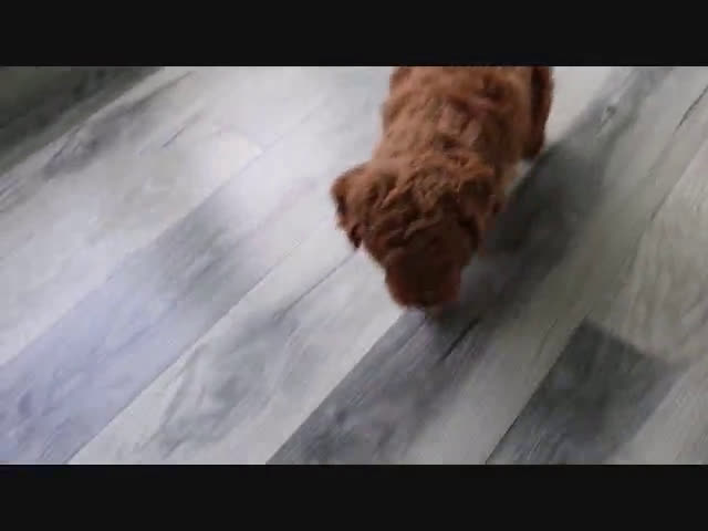  dogs for sale: Mini Goldendoodle 5 puppies - Video 1