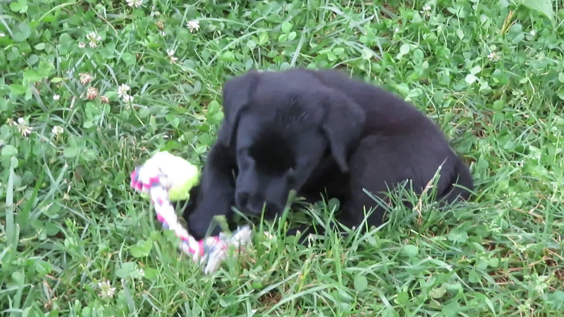 Labrador Retriever dogs for sale: Labrador Retriever 1 puppies - Video 1
