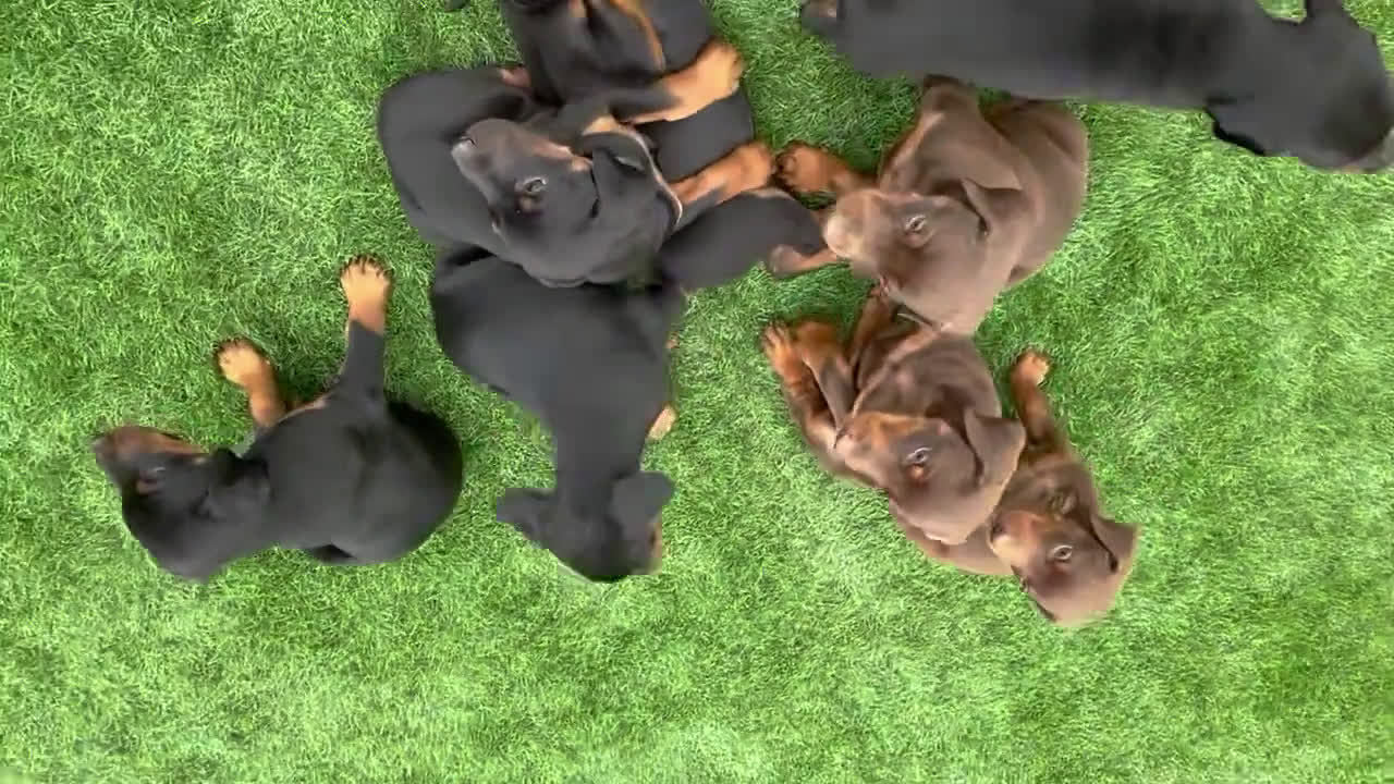 Doberman Pinscher dogs for sale: Doberman Pinscher 4 puppies - Video 1