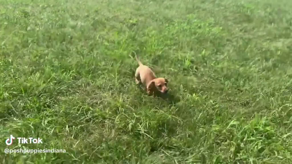 Miniature Dachshund dogs for sale: Miniature Dachshund 3 puppies - Video 1