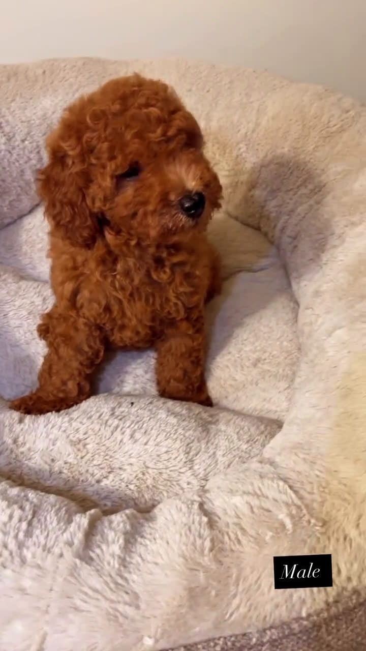 Toy Poodle dogs for sale: Toy Poodle 2 puppies - Video 1