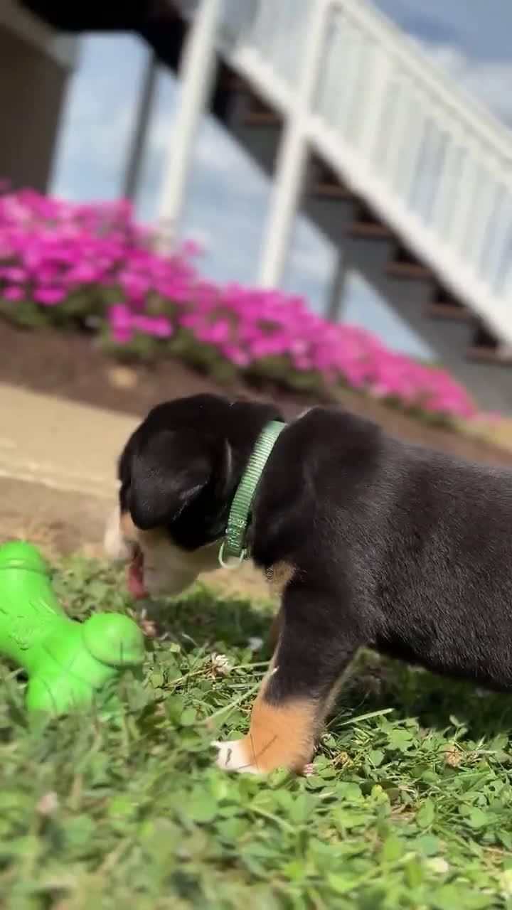 Greater Swiss Mountain Dog dogs for sale: Greater Swiss Mountain Dog 6 puppies - Video 4