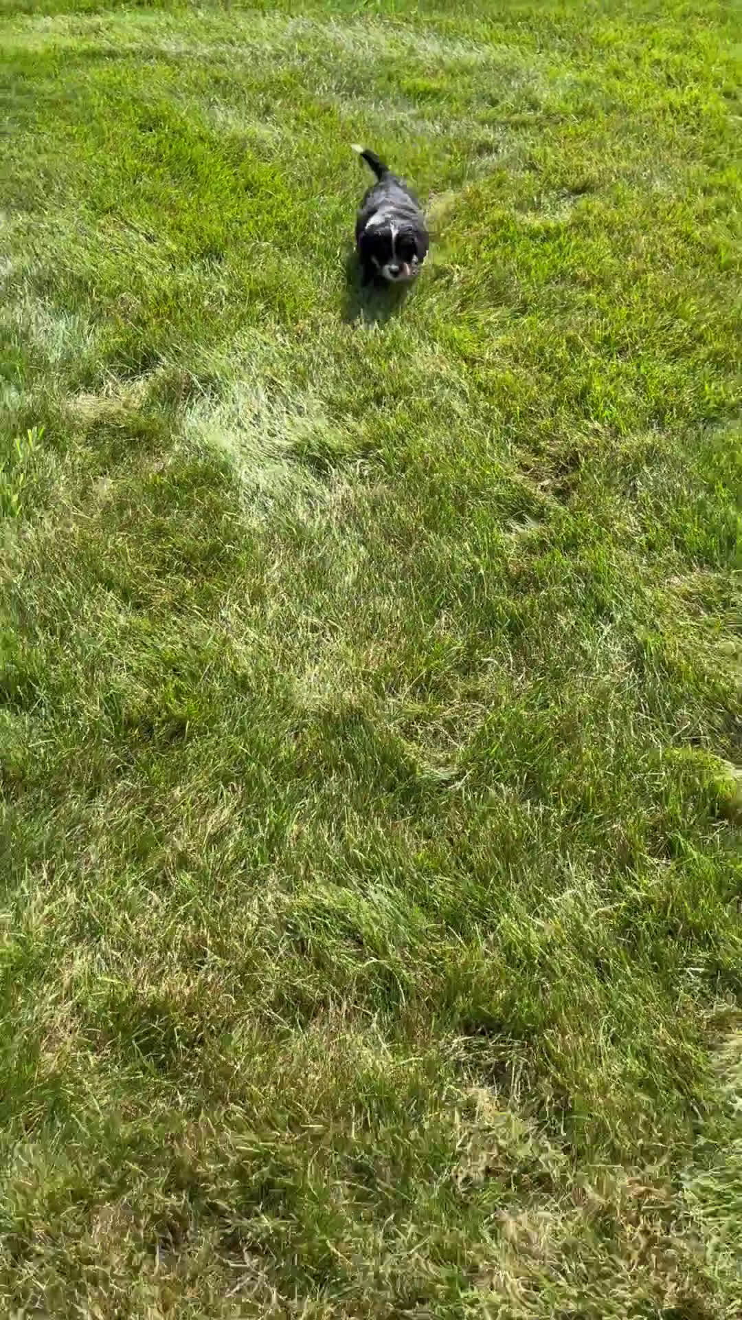 Mini Bernedoodle dogs for sale: Mini Bernedoodle 4 puppies - Video 2