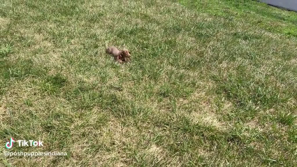 Miniature Dachshund dogs for sale: Miniature Dachshund 4 puppies - Video 2