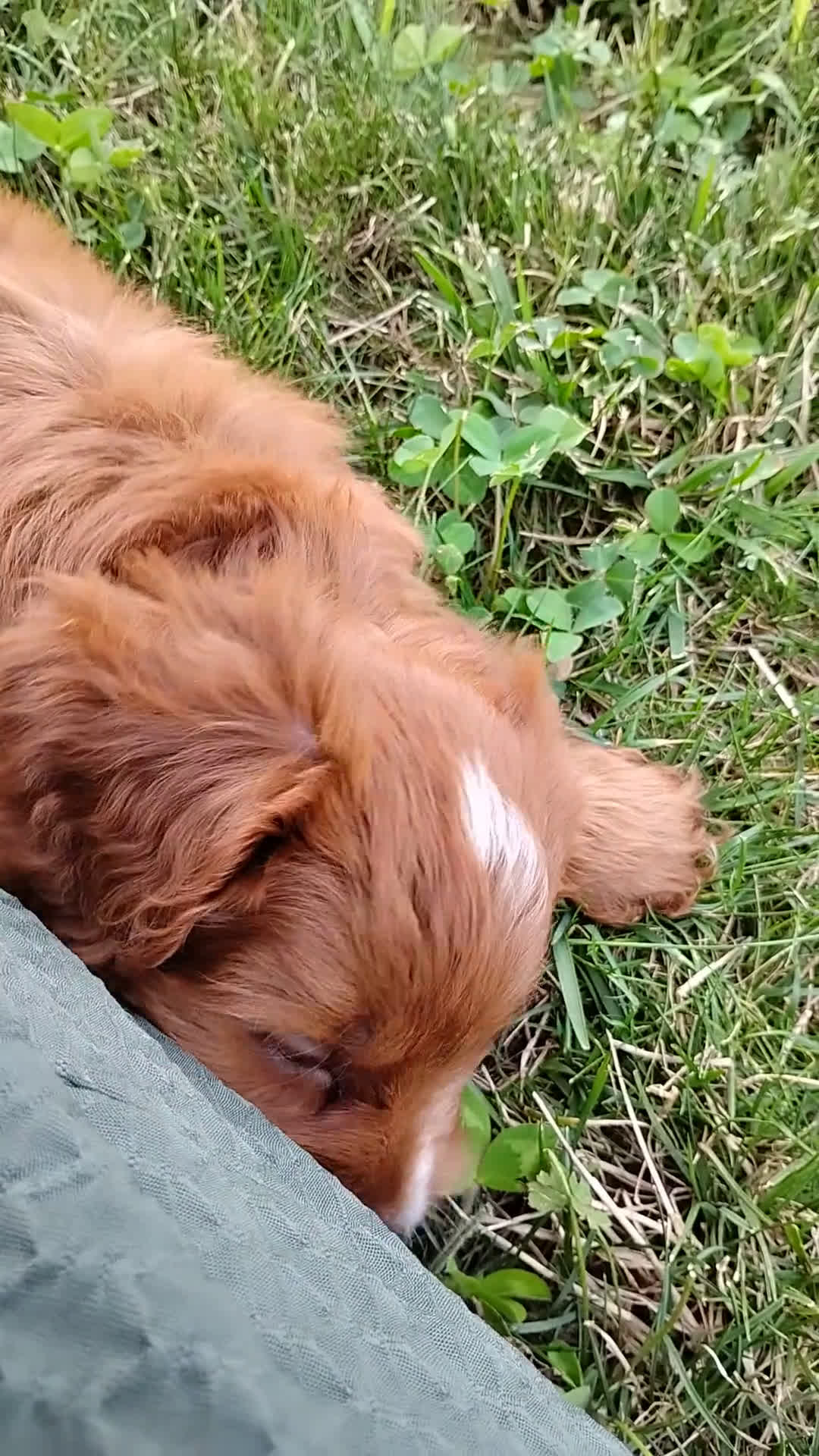 Cavapoo dogs for sale: Cavapoo 4 puppies - Video 1