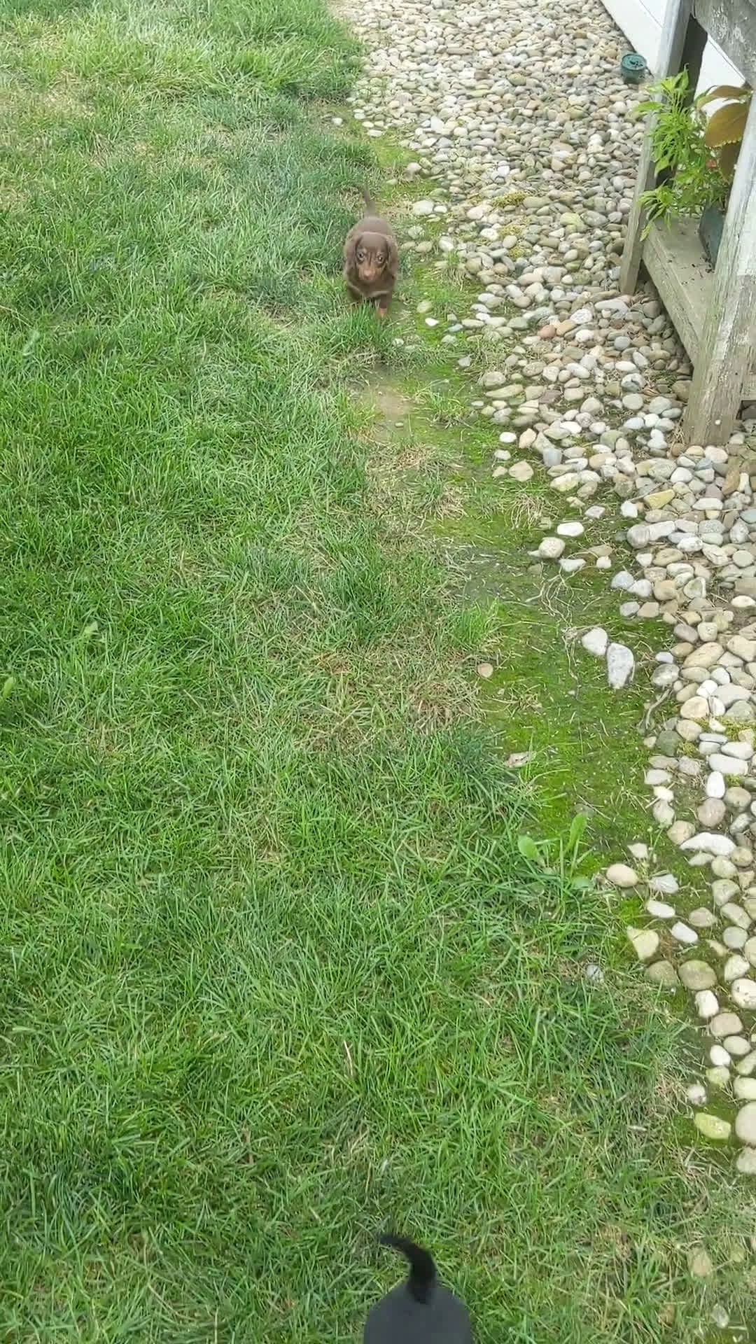 Miniature Dachshund dogs for sale: Miniature Dachshund 3 puppies - Video 3