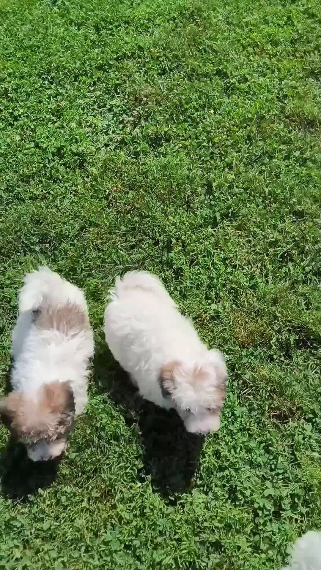 Bichpoo dogs for sale: Bichpoo 5 puppies - Video 3