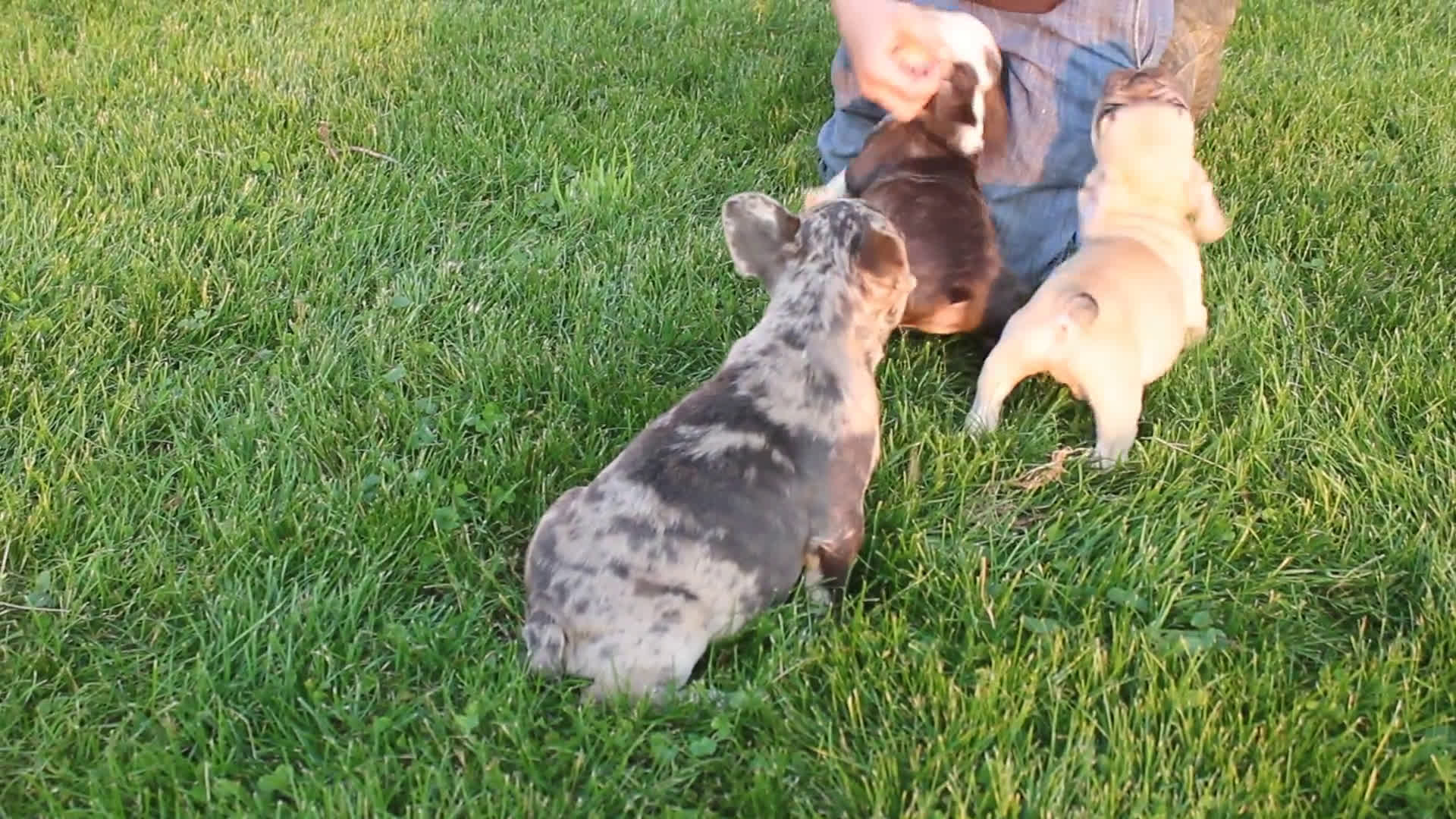 French Bulldog dogs for sale: French Bulldog 2 puppies - Video 4