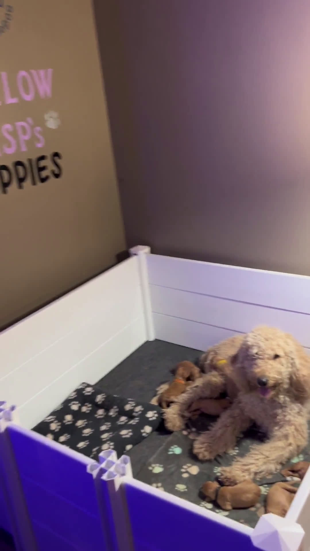 Goldendoodle dogs for sale: Goldendoodle 3 puppies - Video 1