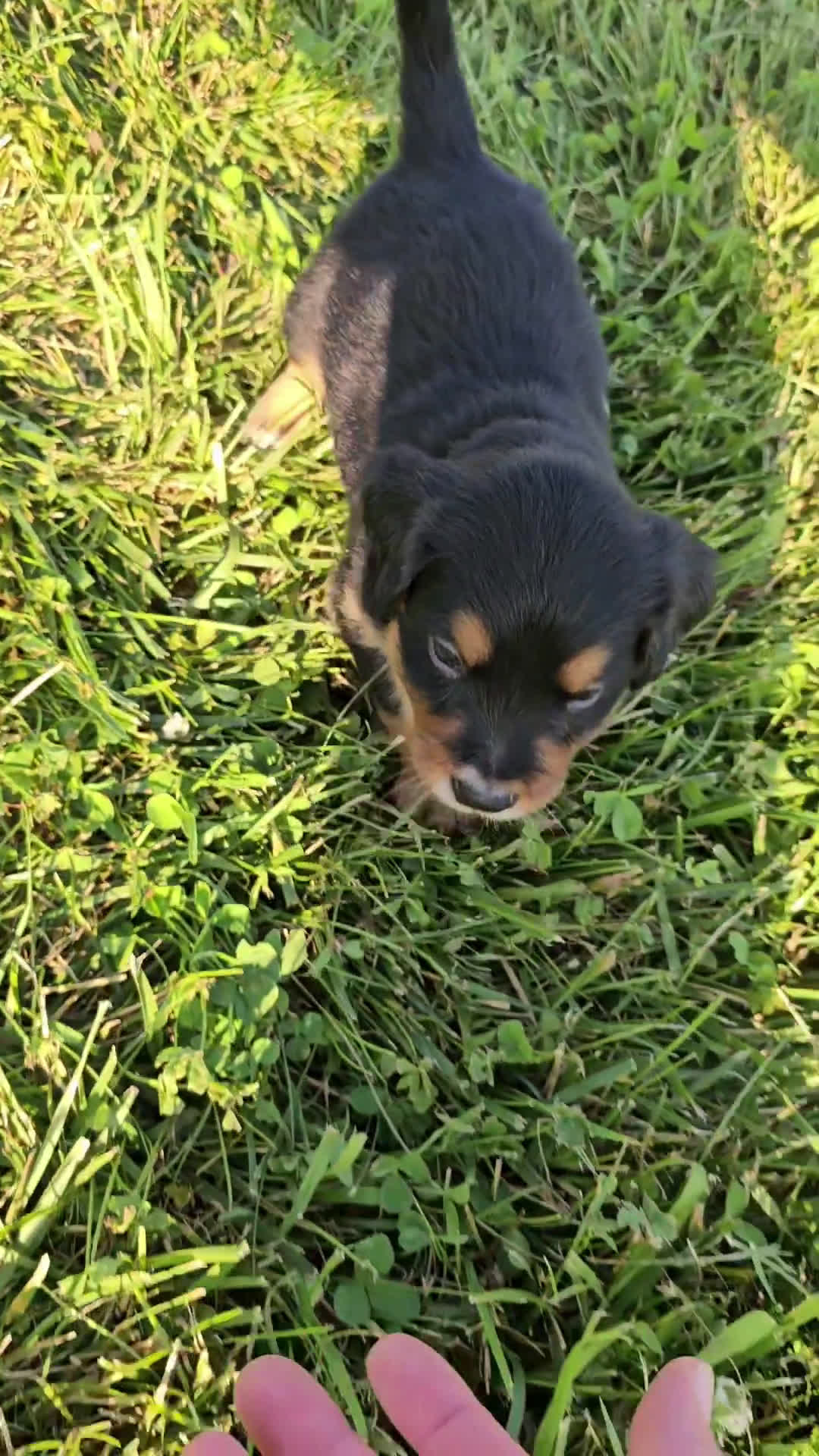 Bernese Mountain Dog dogs for sale: Bernese Mountain Dog 8 puppies - Video 4