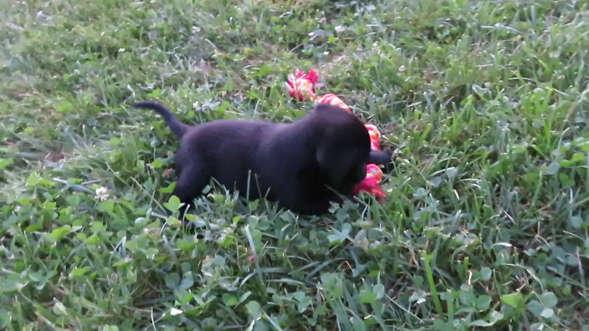 Labrador Retriever dogs for sale: Labrador Retriever 1 puppies - Video 2