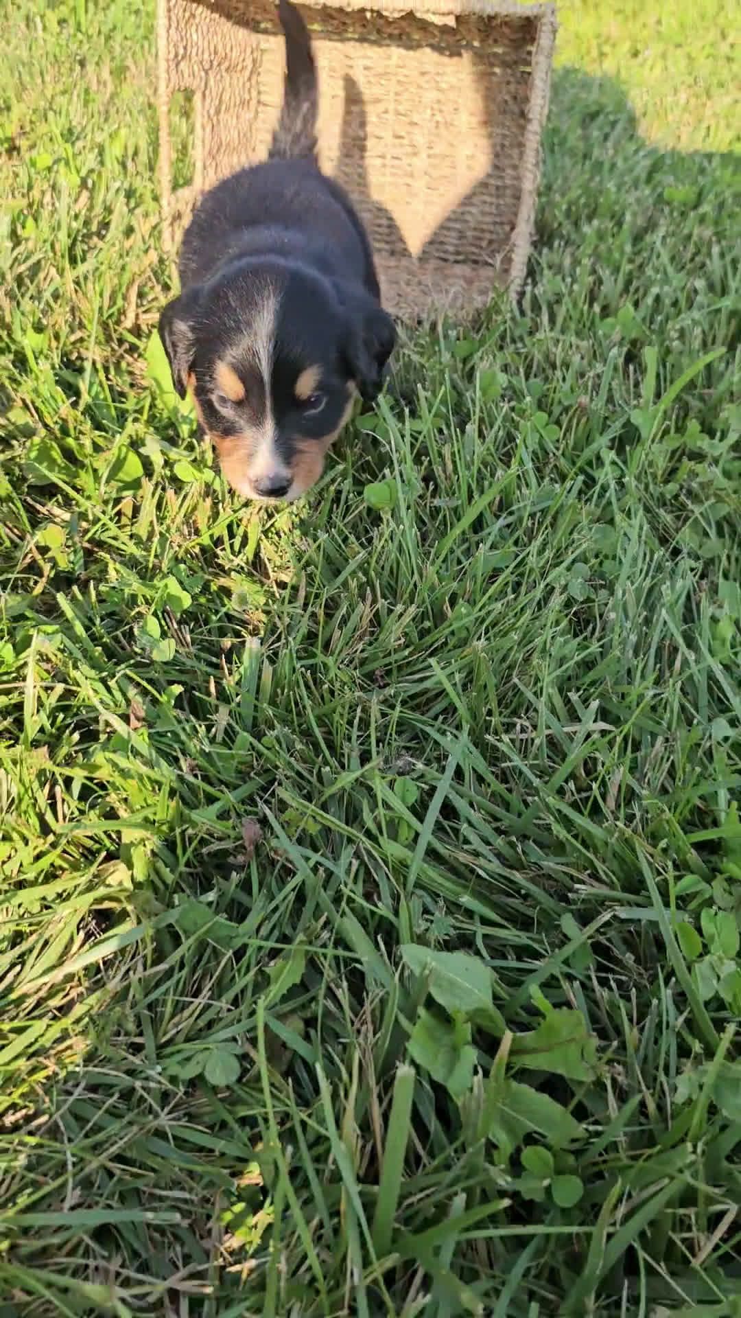 Bernese Mountain Dog dogs for sale: Bernese Mountain Dog 8 puppies - Video 3