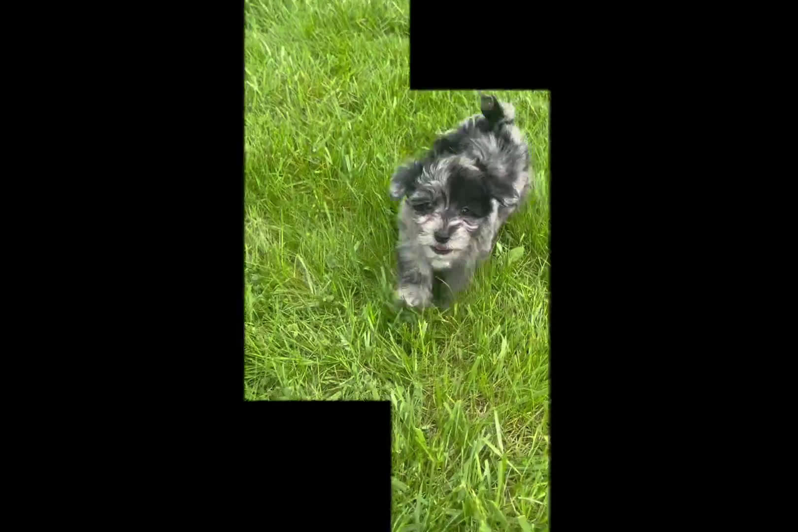 Maltipoo dogs for sale: Maltipoo 8 puppies - Video 1