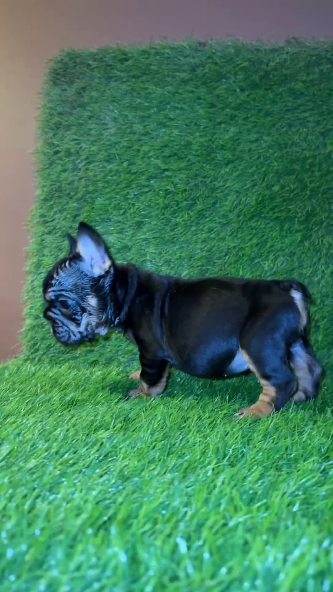 French Bulldog dogs for sale: French Bulldog 4 puppies - Video 2