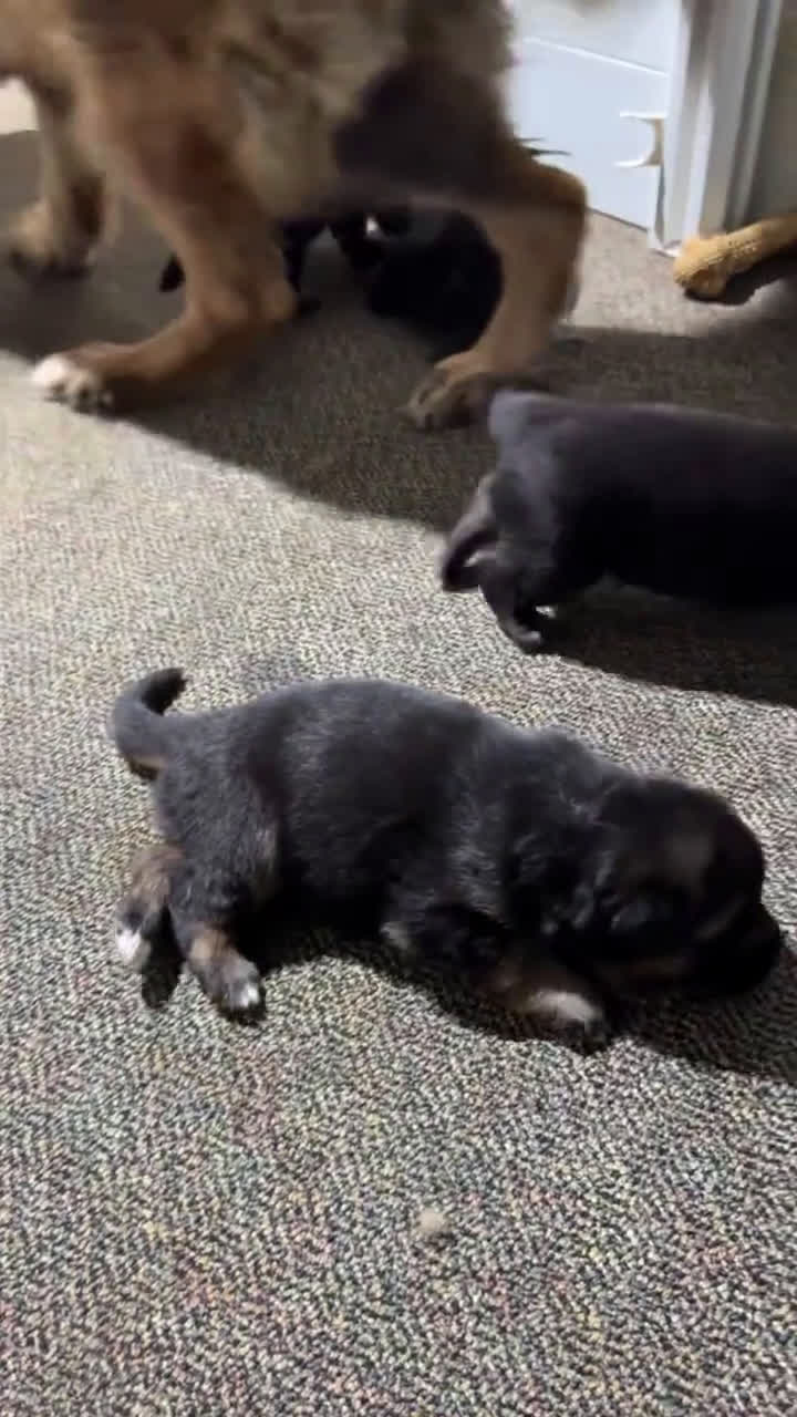 German Shepherd dogs for sale: German Shepherd 2 puppies - Video 1