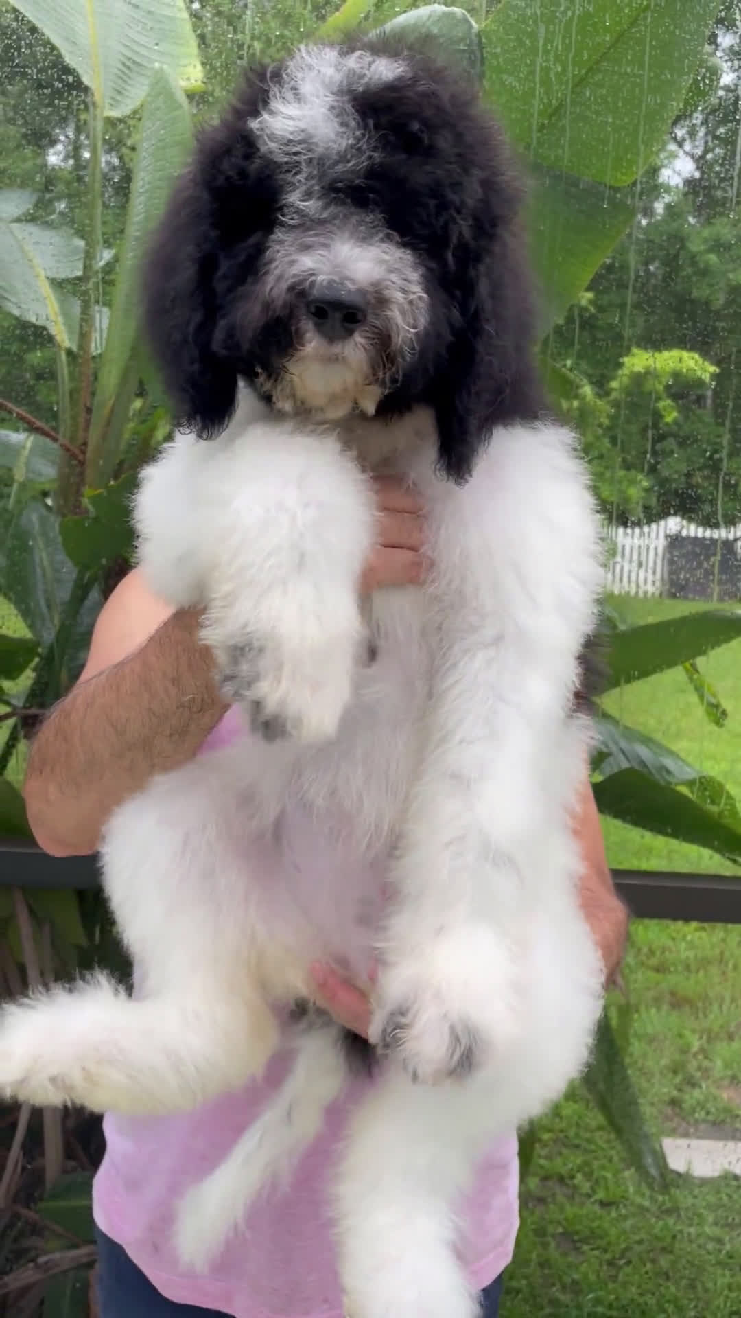 Goldendoodle dogs for sale: Goldendoodle 3 puppies - Video 2