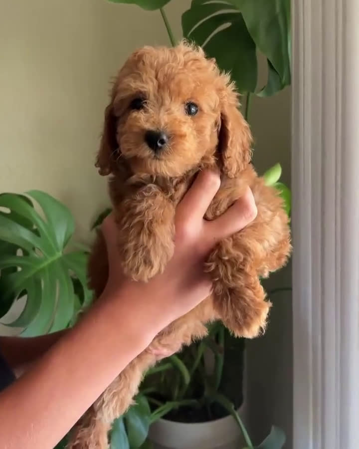 Toy Poodle dogs for sale: Toy Poodle 1 puppies - Video 1