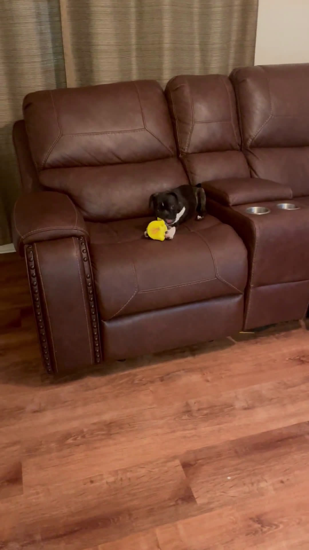 Boston Terrier dogs for sale: Boston Terrier 1 puppies - Video 2