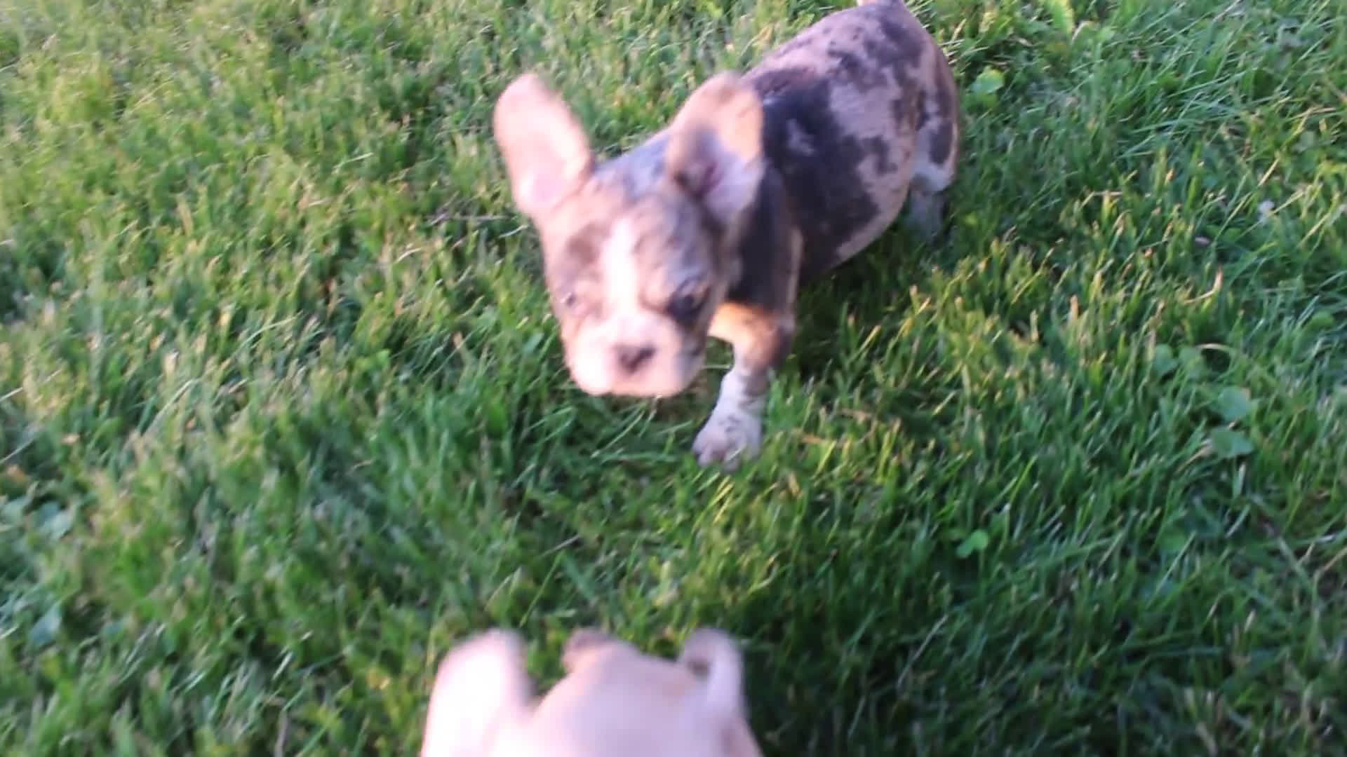 French Bulldog dogs for sale: French Bulldog 2 puppies - Video 1