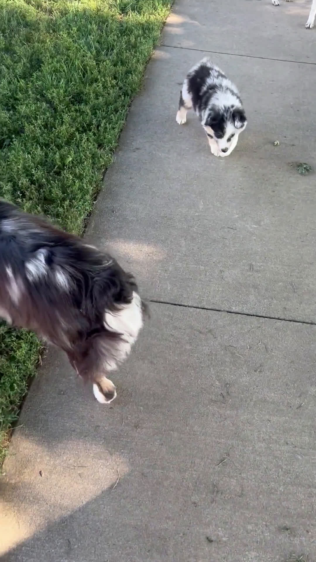 Australian Shepherd dogs for sale: Australian Shepherd 3 puppies - Video 3