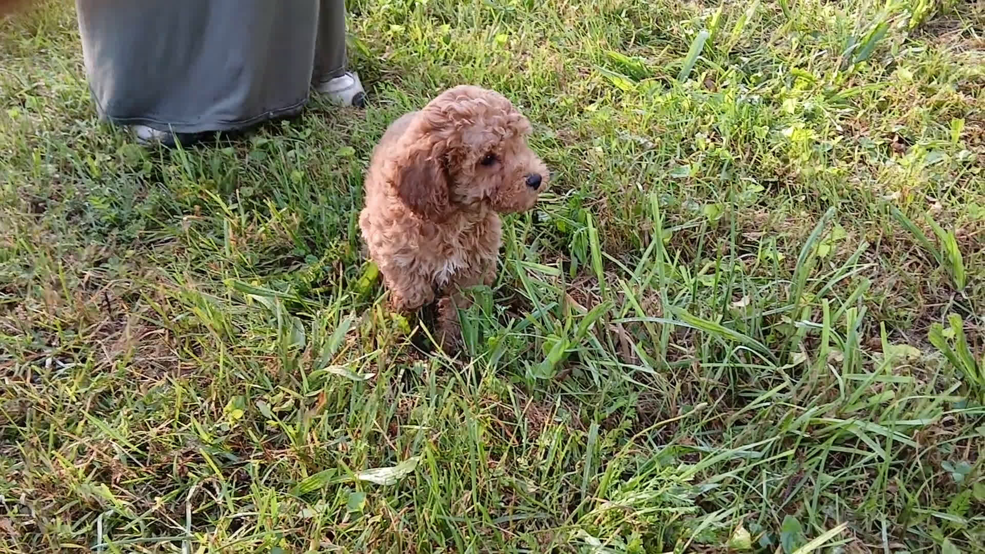 Cavapoo dogs for sale: Cavapoo 5 puppies - Video 3