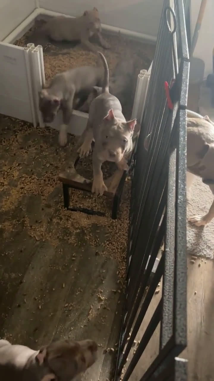 American Bully dogs for sale: American Bully 6 puppies - Video 1