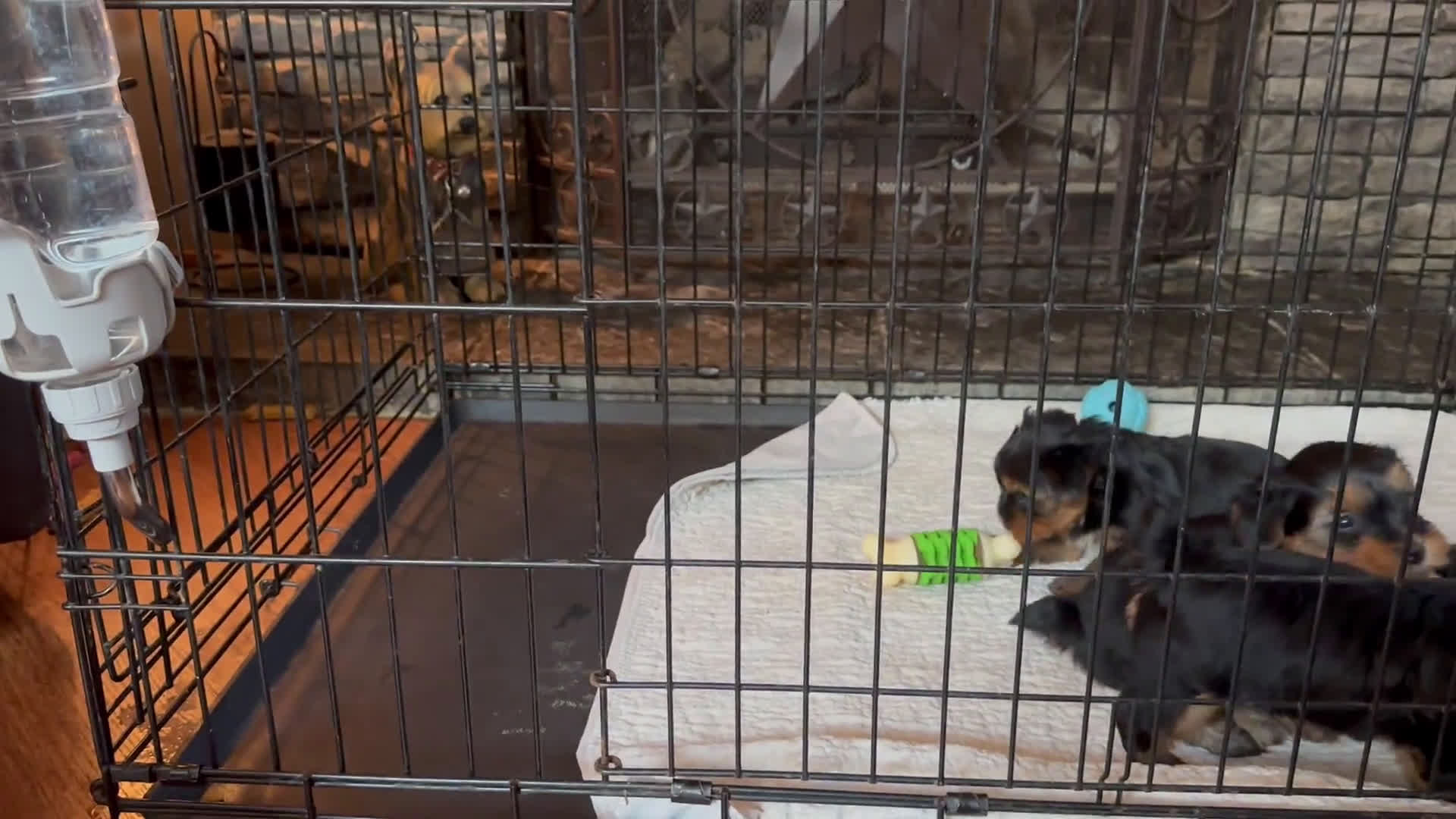 Yorkshire Terrier dogs for sale: Yorkshire Terrier 4 puppies - Video 3