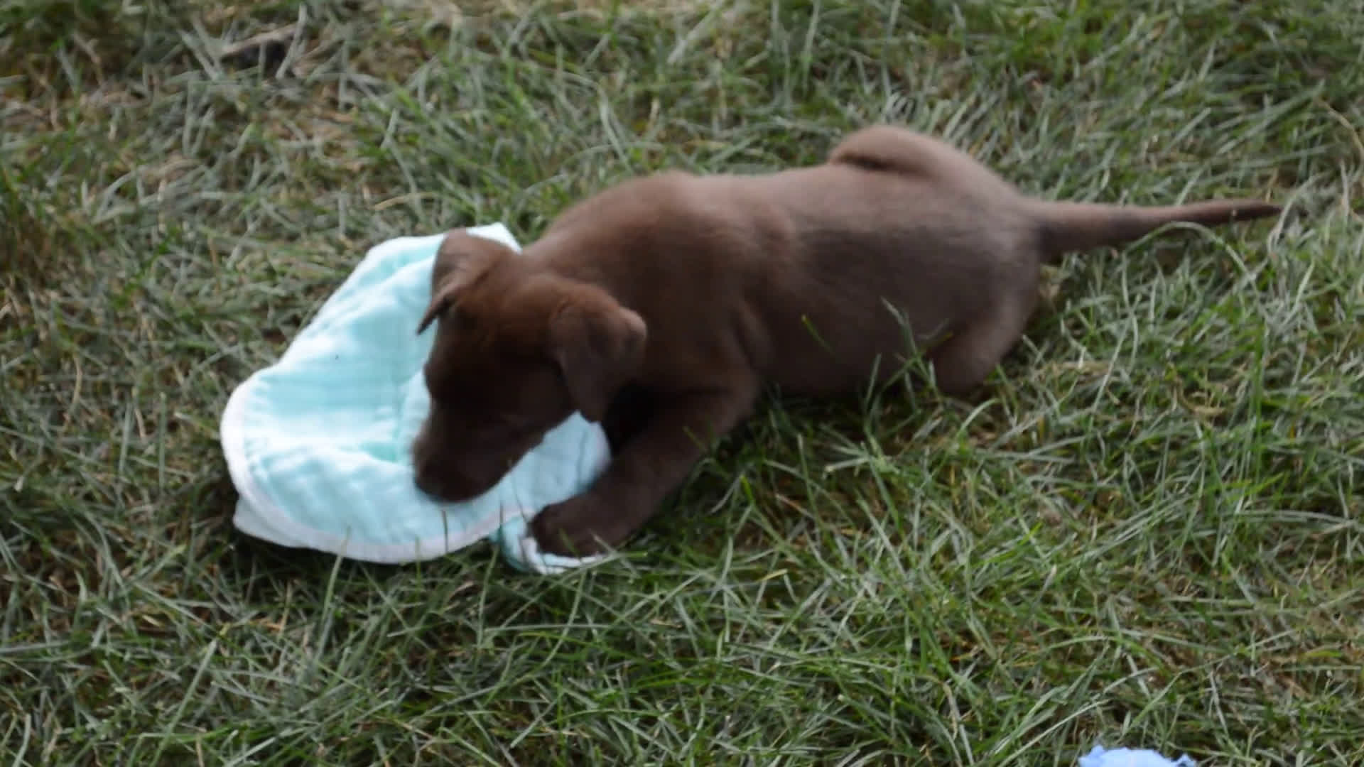Labrador Retriever dogs for sale: Labrador Retriever 7 puppies - Video 3