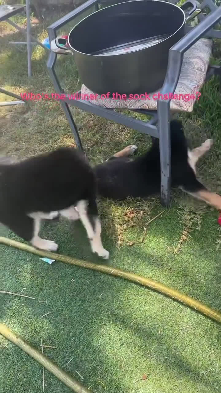 Siberian Husky dogs for sale: Siberian Husky 3 puppies - Video 1