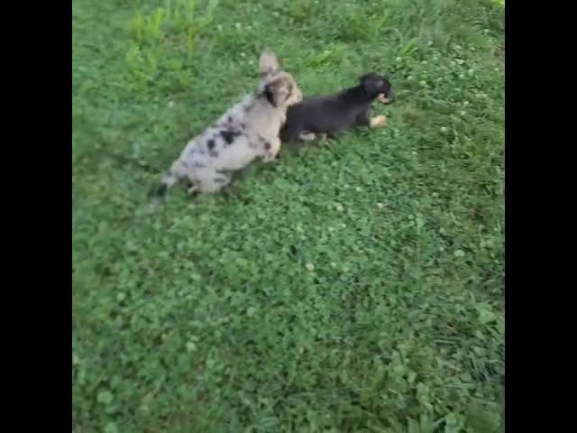 German Shepherd dogs for sale: German Shepherd 3 puppies - Video 1