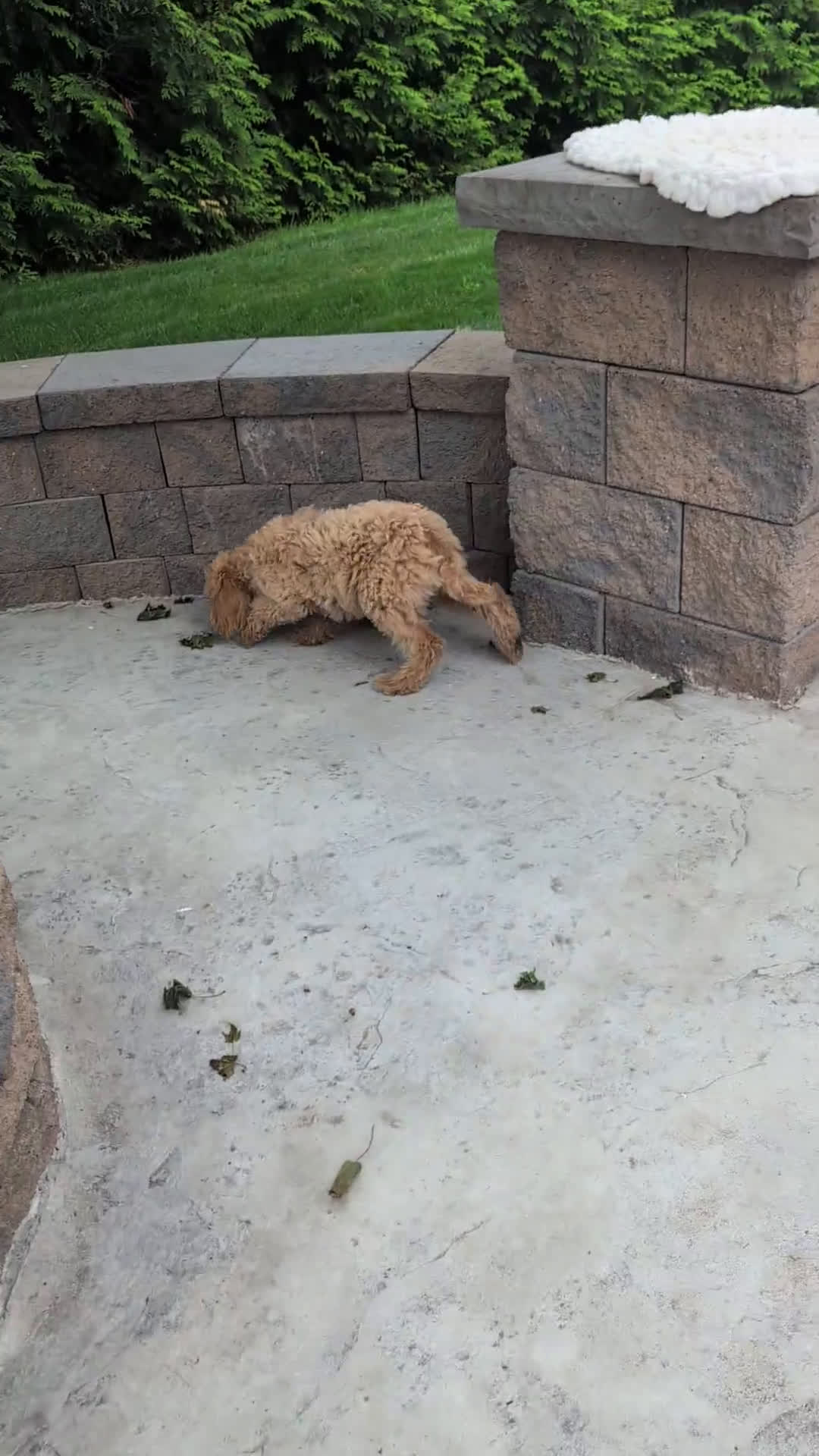 Miniature Poodle dogs for sale: Miniature Poodle 2 puppies - Video 1