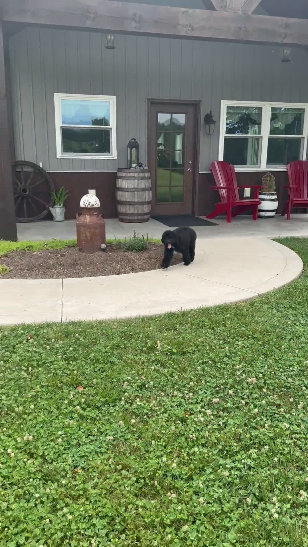 Mini Bernedoodle dogs for sale: Mini Bernedoodle 1 puppies - Video 1