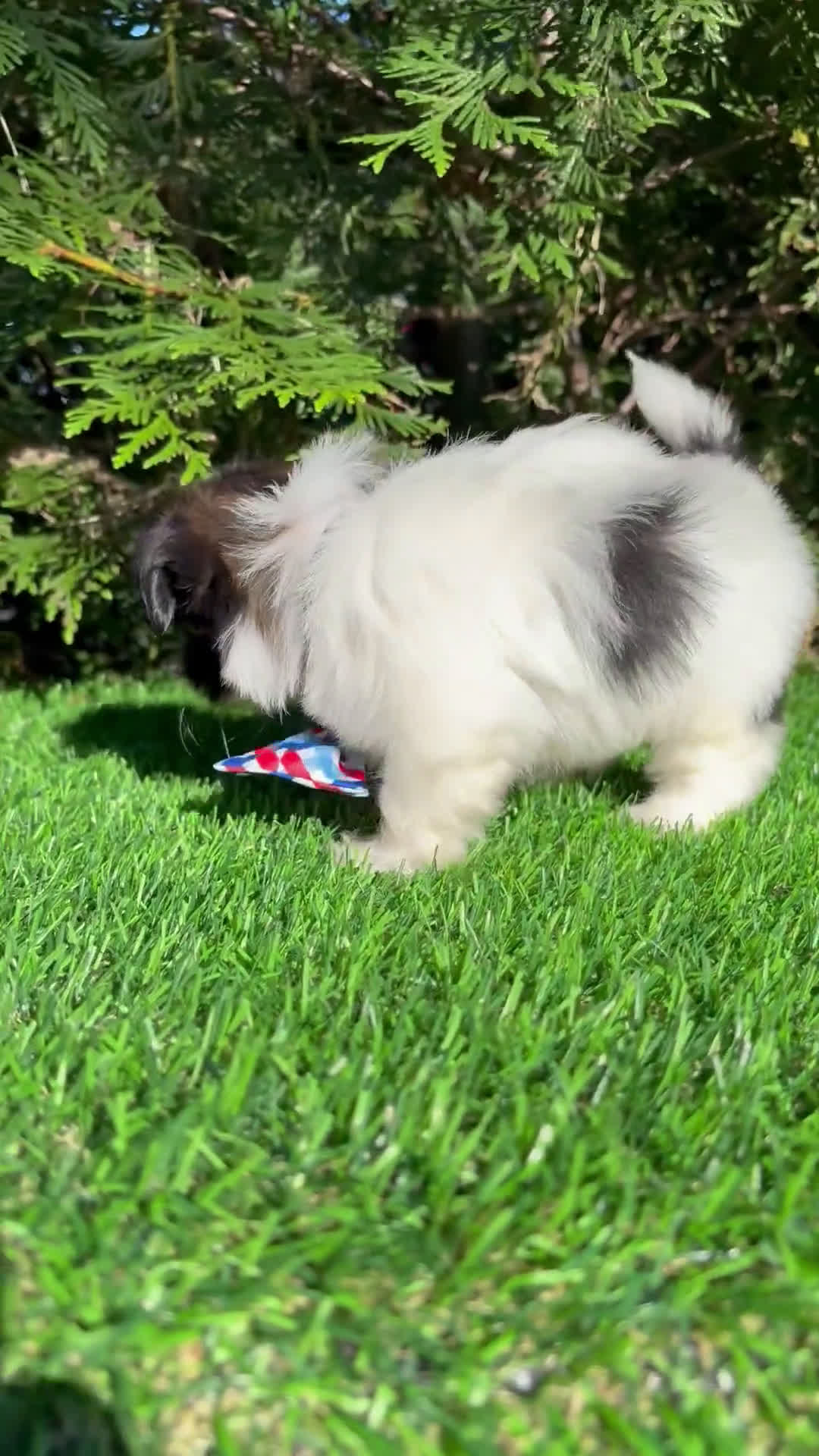 Shih Tzu dogs for sale: Shih Tzu 3 puppies - Video 1