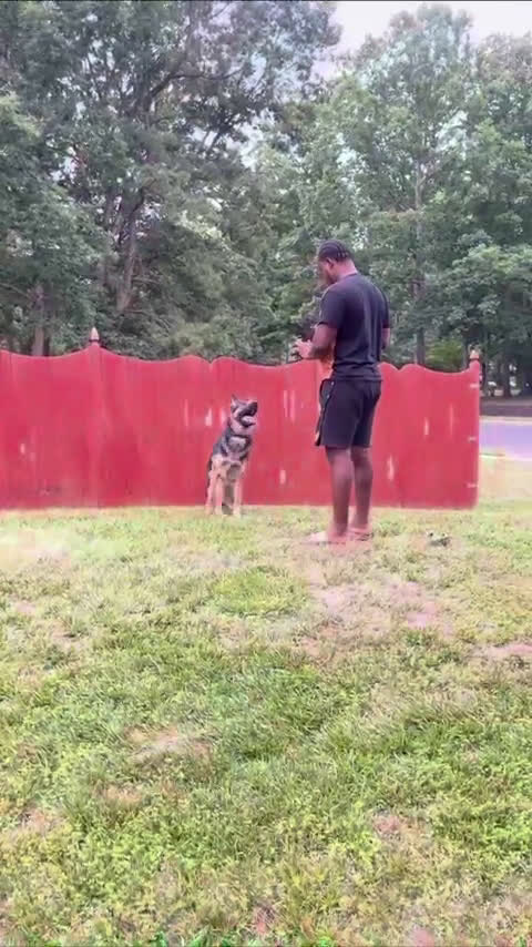 German Shepherd dogs for sale: German Shepherd 1 puppies - Video 1
