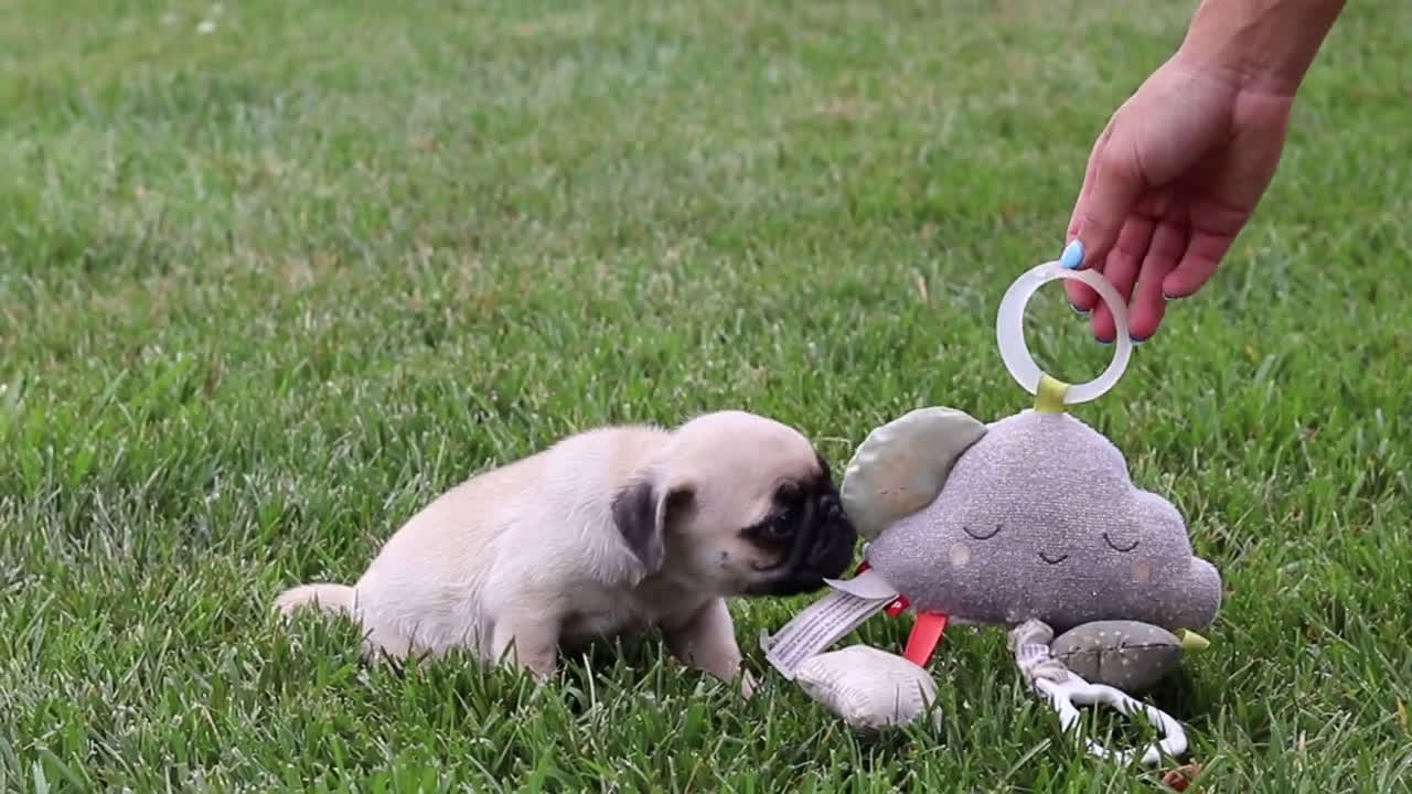 Pug dogs for sale: Pug 1 puppies - Video 1