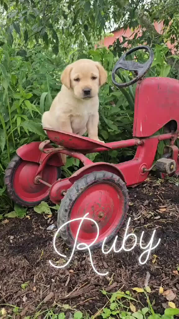 Labrador Retriever dogs for sale: Labrador Retriever 3 puppies - Video 1