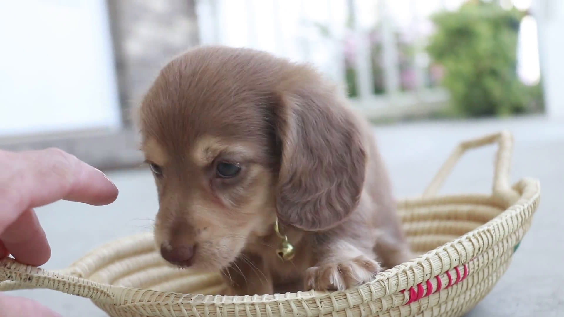 Miniature Dachshund dogs for sale: Miniature Dachshund 3 puppies - Video 1