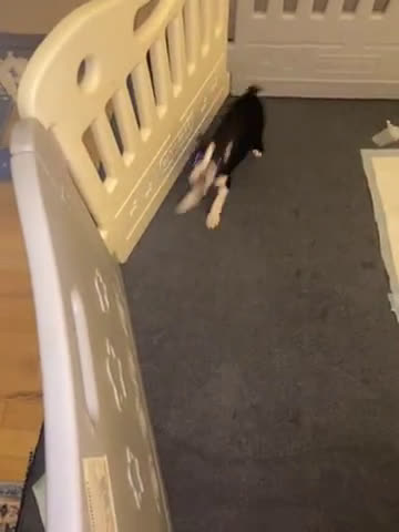 Boston Terrier dogs for sale: Boston Terrier 4 puppies - Video 1