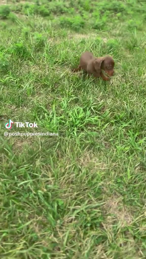 Miniature Dachshund dogs for sale: Miniature Dachshund 5 puppies - Video 1