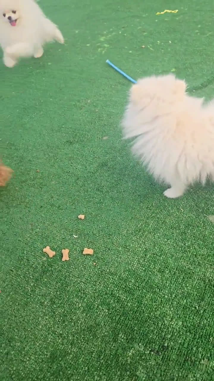 Pomeranian dogs for sale: Pomeranian 1 puppies - Video 1
