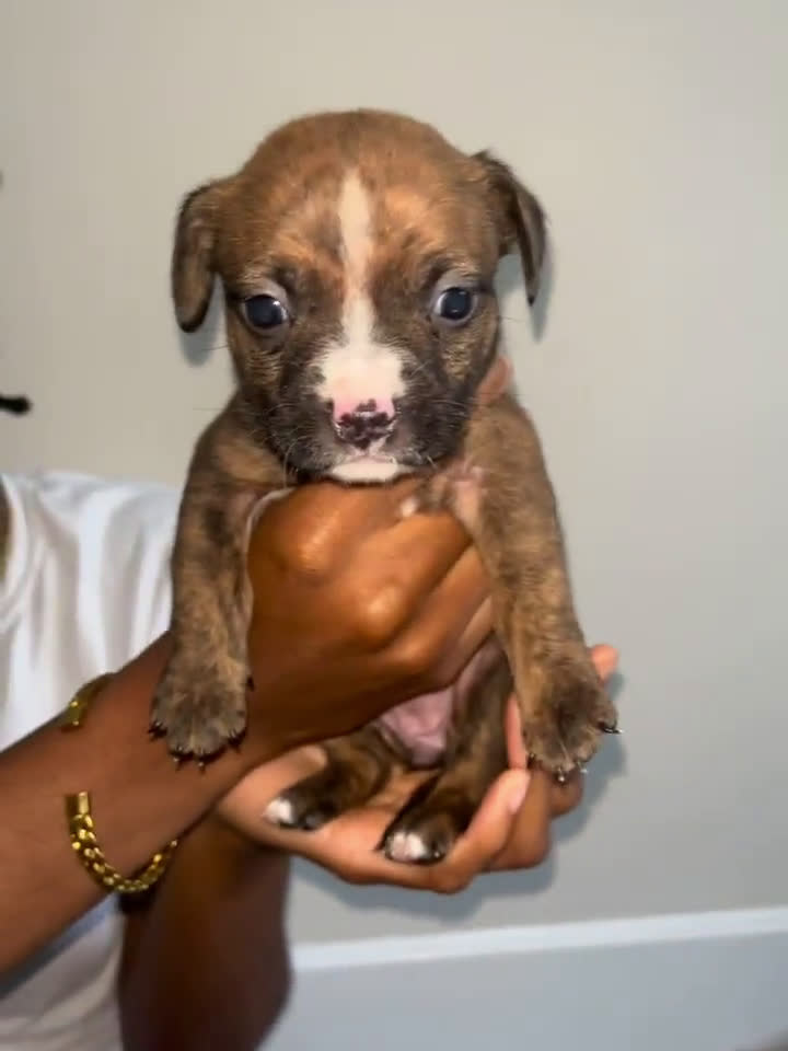 American Pit Bull Terrier dogs for sale: American Pit Bull Terrier 7 puppies - Video 4