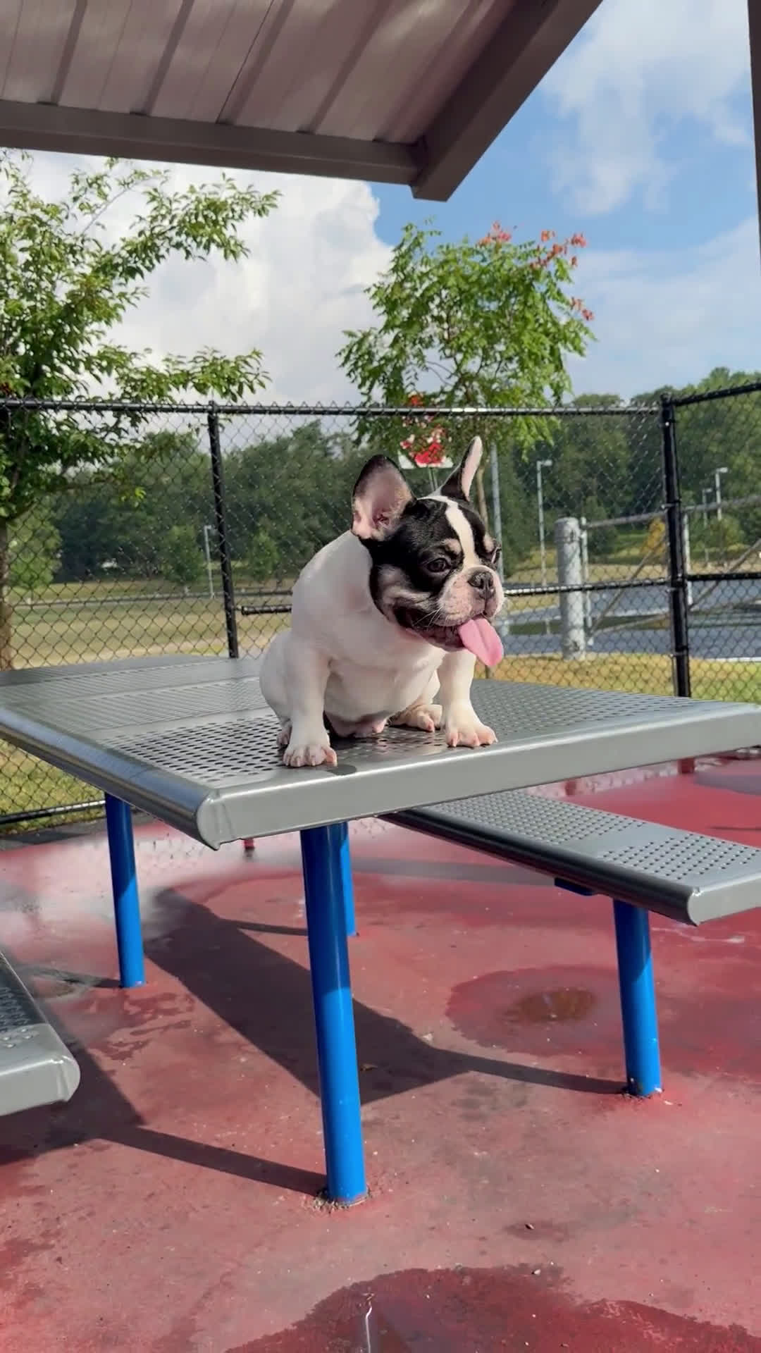 French Bulldog dogs for sale: French Bulldog 2 puppies - Video 2