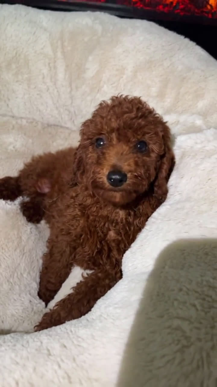 Miniature Poodle dogs for sale: Miniature Poodle 3 puppies - Video 1