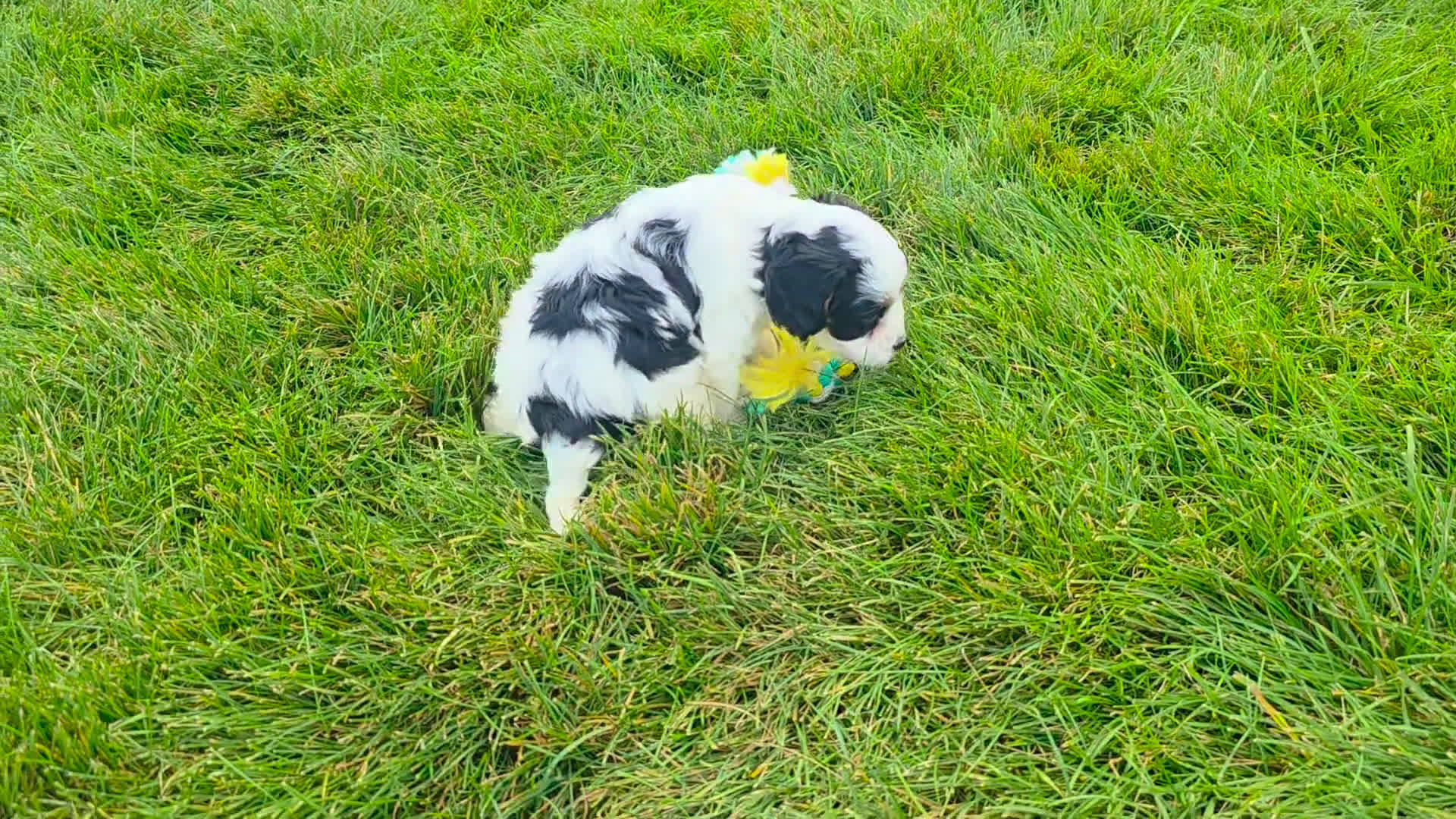 Cavapoo dogs for sale: Cavapoo 4 puppies - Video 1
