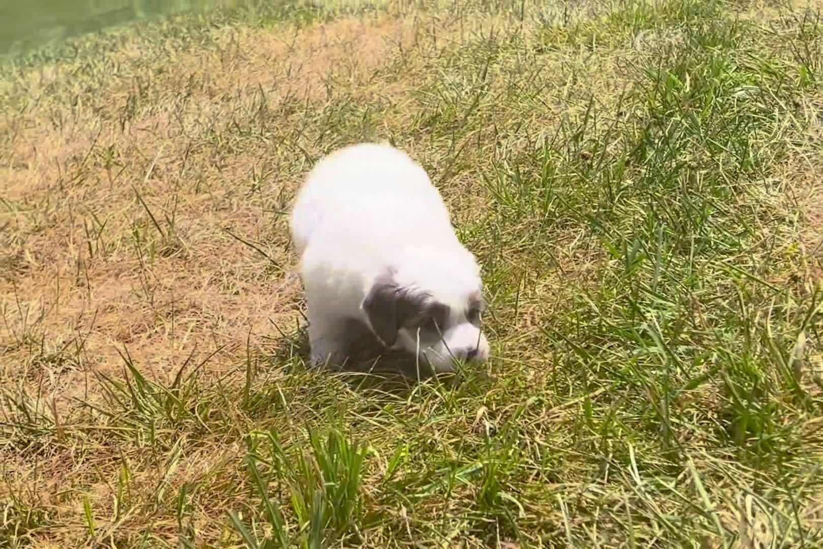  dogs for sale: Mini Goldendoodle 5 puppies - Video 1